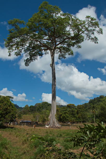 istock Big tree near Puerto Jimenez 1243449944