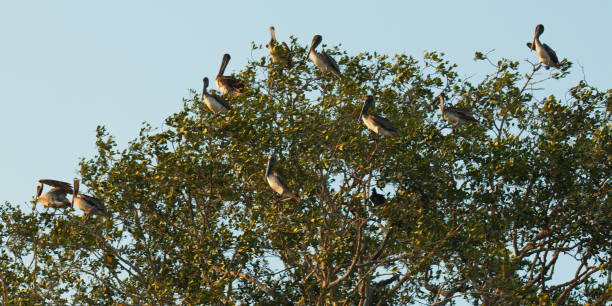 istock Brown pelicans on a tree at Rio Tarcoles 1243452154
