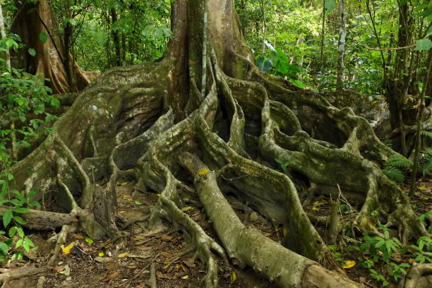 istock Buttress roots of a tree in Corcovado National Park 1243456591