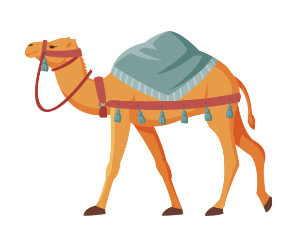 kamel mit sattel, zwei humped ddesert animal, symbol von ägypten flachen stil vektor illustration auf weißem hintergrund - camel animal dromedary camel desert stock-grafiken, -clipart, -cartoons und -symbole