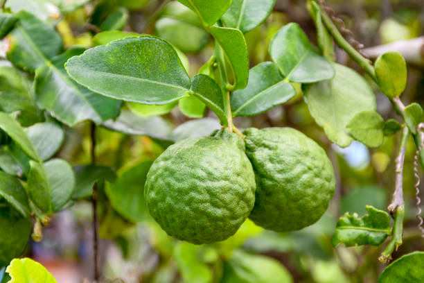 istock Bergamot on Tree in gaden bergamot 1243462205