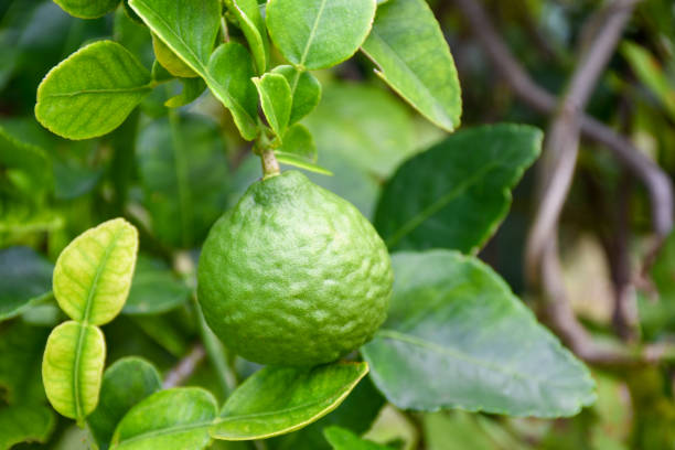 istock Bergamot on Tree in gaden bergamot 1243462210