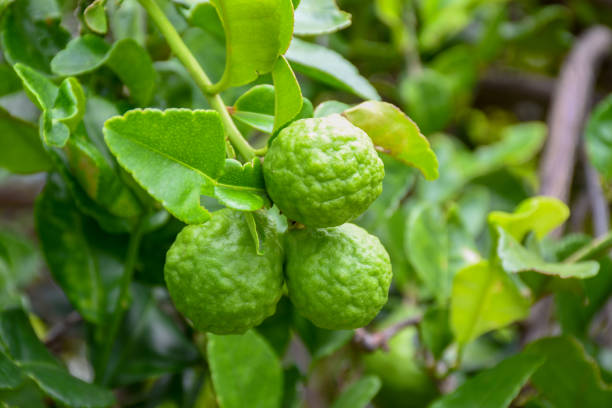 istock Bergamot on Tree in gaden bergamot 1243462213