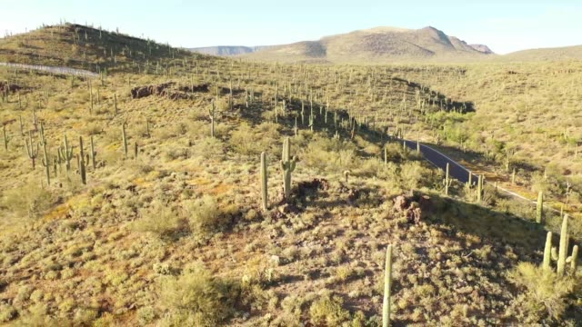 Flying around a mountain top full of saguaro cacti while moving away from them