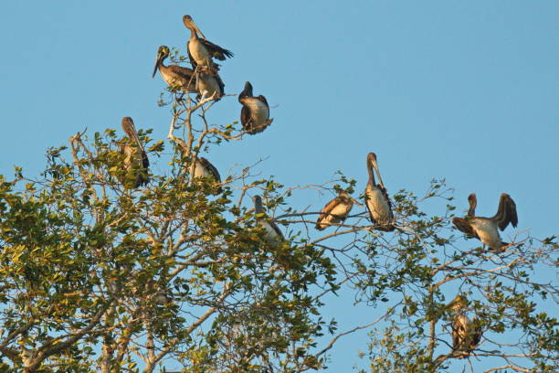 istock Brown pelicans on a tree at Rio Tarcoles 1243467257
