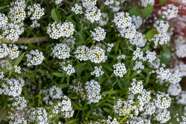 istock Sweet Alyssum Flowers in Bloom in Springtime 1243468899