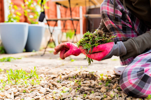 istock Women is cleaning the herbs on the backyard. 1243472806