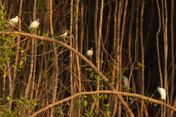 Water birds at Rio Tarcoles near Tarcoles in Costa Rica