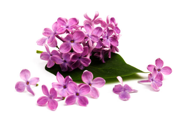 istock Beautiful blossoming lilac on white background. Copy space 1243476590