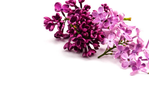 istock Beautiful blossoming lilac on white background. Copy space 1243477123