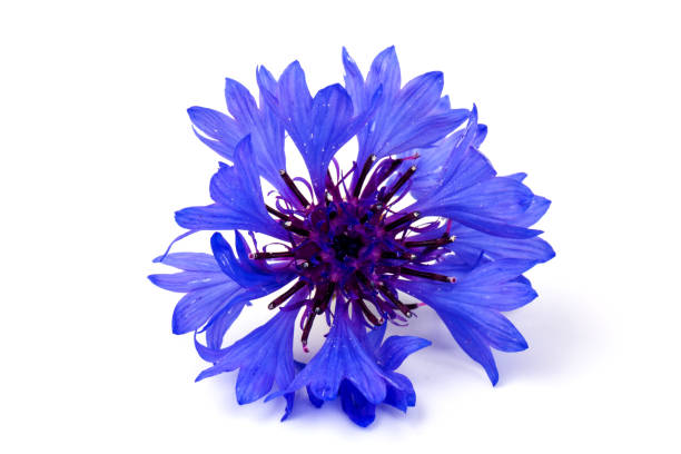 istock Blue cornflower, summer flower on white background, floral background, beautiful small cornflower close up 1243477737
