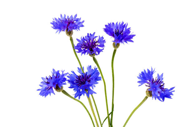 istock Blue cornflowers, summer flowers on white background, floral background, beautiful small cornflowers close up 1243477754