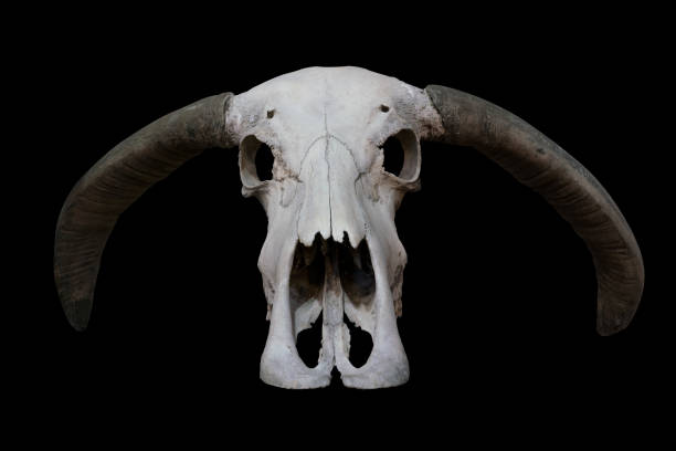 teschio di bufalo - horned death dead texas longhorn cattle foto e immagini stock