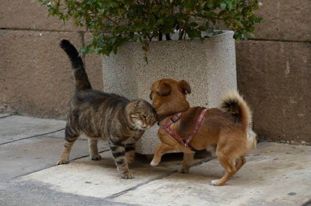 istock Dog and cat giving each other love 1243480000