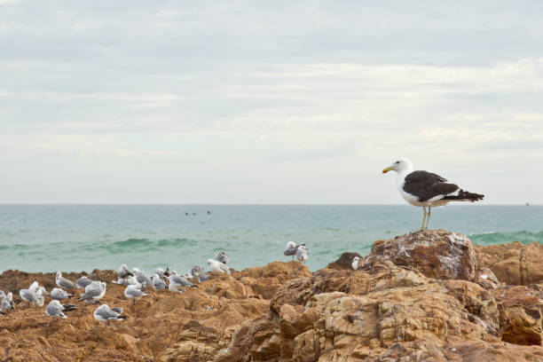 istock Seagull standing on a rock overlooking the sea 1243481995