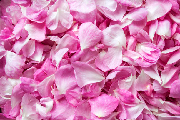 istock Background of fresh pink rose petals 1243482566