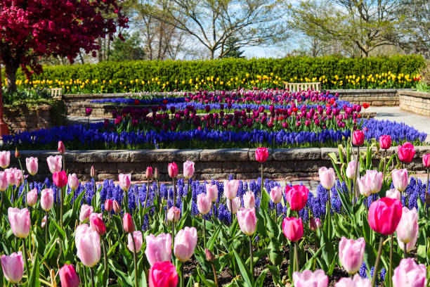 rows of tulips at the arboretum flowers at the arboretum in pink and purple orange county new york stock pictures, royalty-free photos & images