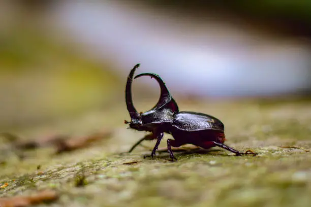 Dynastinae or rhinoceros beetles are a subfamily of the beetle family.  Other common names - some for specific groups of rhinoceros beetles - include Hercules beetles, unicorn beetles or horn beetles.