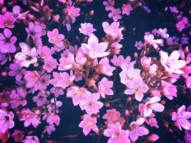 blooming pink flowers garden texture background