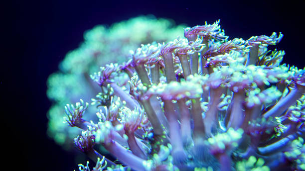 istock Macro underwater phto oof colroful sea anemone tentacles on coral reef 1243496158