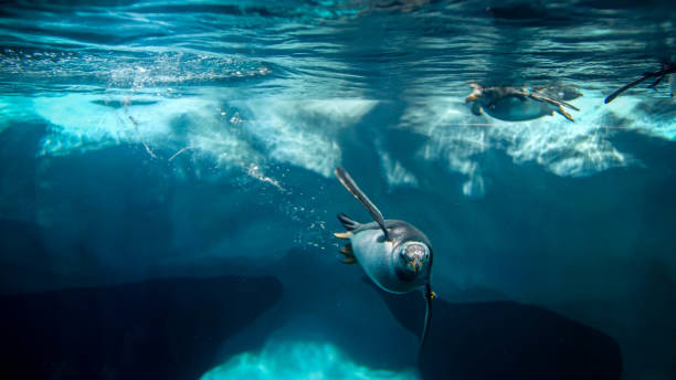 foto von pinguinen tauchen und schwimmen in kaltem meerwasser - antarctica penguin ice emperor stock-fotos und bilder