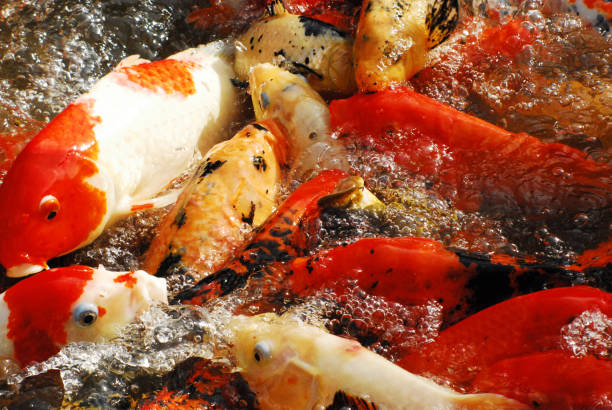 ABSTRACTS  Colorful Fish Feeding Frenzy