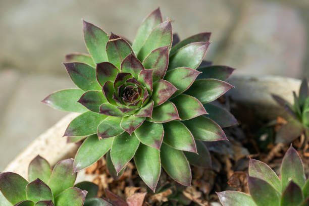 istock Sempervivum flower Flowering sempervivum in macro shot 1243505108