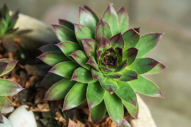 istock Sempervivum flower Flowering sempervivum in macro shot 1243505123