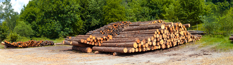 Logs ready for processing in sawmills