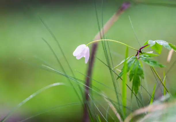 Photo of Close up of white flowers in nature.