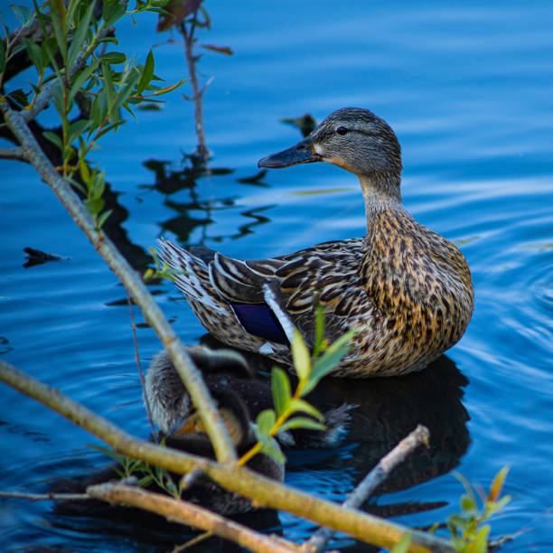 Female Mallard duck with chicks