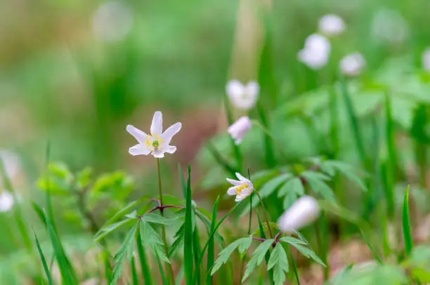 Photo of Close up of white flowers in nature.