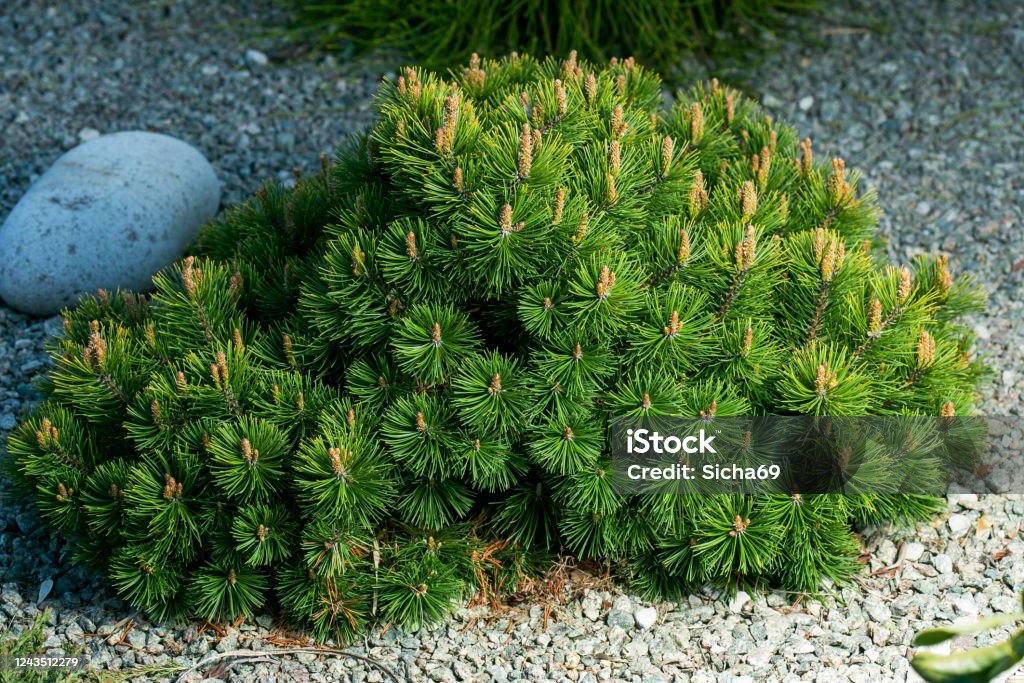 Cultivar dwarf mountain pine Pinus mugo var. pumilio in the rocky garden. Cultivar dwarf mountain pine (Pinus mugo var. pumilio) in the rocky garden Mugo Pine Stock Photo