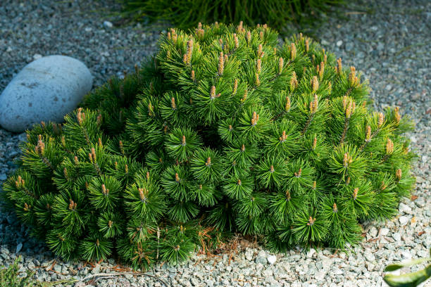 Cultivar dwarf mountain pine Pinus mugo var. pumilio in the rocky garden. Cultivar dwarf mountain pine (Pinus mugo var. pumilio) in the rocky garden mugo pine stock pictures, royalty-free photos & images
