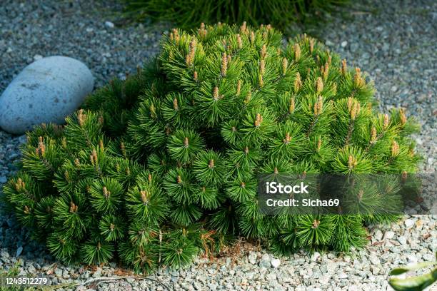 Cultivar Dwarf Mountain Pine Pinus Mugo Var Pumilio In The Rocky Garden Stock Photo - Download Image Now