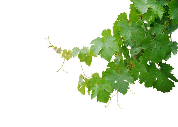 istock Grape leaves vine branch with tendrils isolated on white background, clipping path included 1243512280