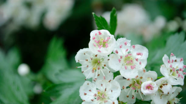 istock Flowering tree. White flowers on the tree closeup picture. Spring blossom. 1243513686