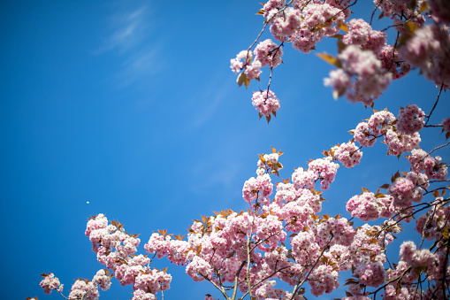 Pink Cherry blossoms in bloom. Blue clear sky behind