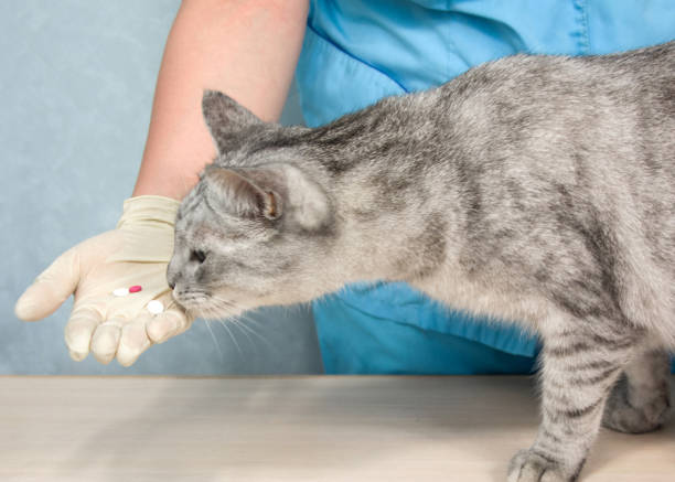istock The vet gives the cat pills 1243517621
