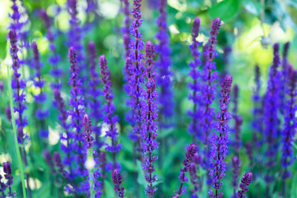 istock Sage plant lat. Salvia Officinalis . Background made from healing herbs 1243519445