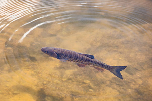 Carp fish swim in the water, sunny day. Ripples around.