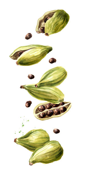 ilustrações de stock, clip art, desenhos animados e ícones de falling cardamon pods. super food and indian aroma spice. hand drawn watercolor illustration isolated on white background - cardamom