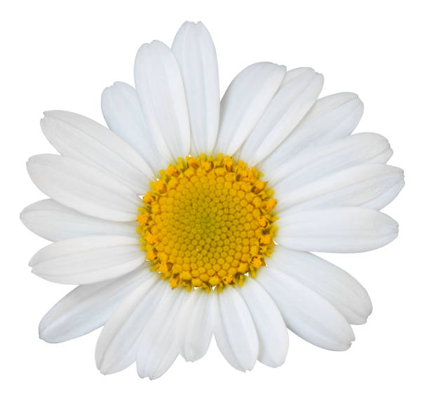 istock Lovely white Daisy (Marguerite) isolated on white background, including clipping path. 1243525814