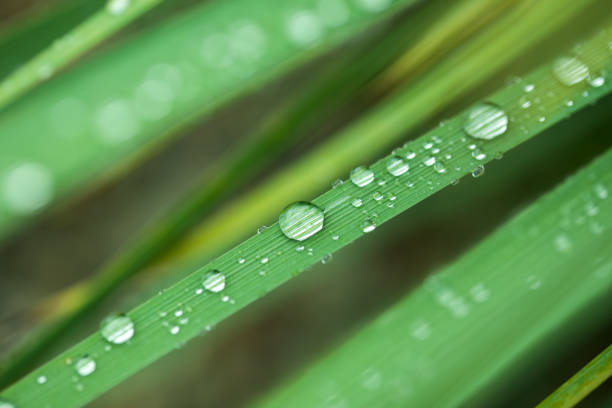 istock Fresh grass with dew drops in the morning 1243526464