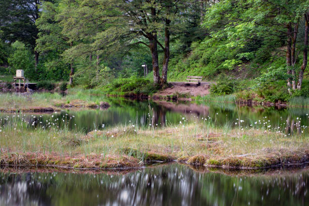 magic lake landscape with floating peat island, bench on the shore. atmospheric romantic landscape, beautiful nature with trees. tranquility, retreat in nature concept. nonnenmattweiher, schwarzwald. - spring forest scenics reflection imagens e fotografias de stock
