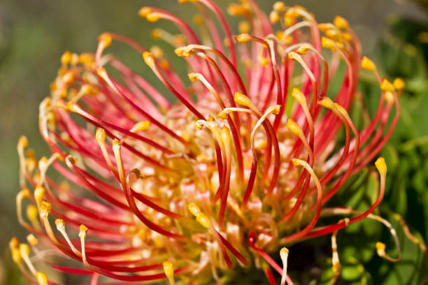 istock Pin cushion protea plant in bright sunlight 1243529212