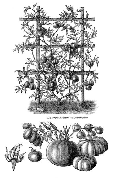 illustrazioni stock, clip art, cartoni animati e icone di tendenza di illustrazione di pomodoro vegetale 1897 - campo di pomodori