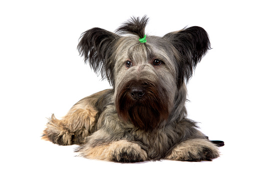 Skye Terrier dog lies and looking at the camera on white