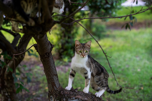 stray cats on tree branch