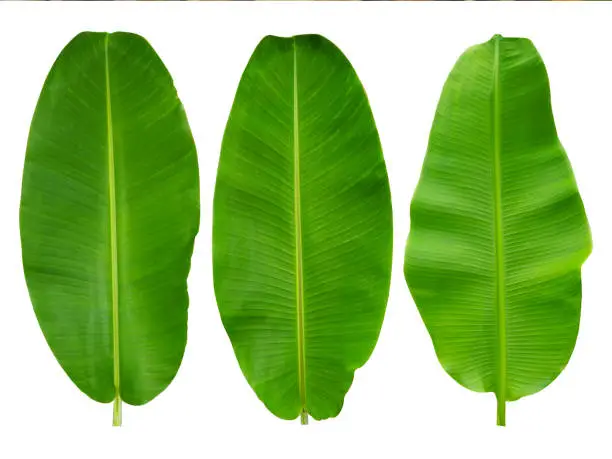 3 banana leaves isolated on a white background.